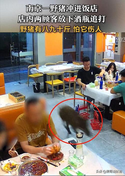 为什么追野猪要在晚上「顾客饭店追野猪怎么处理」 术后饮食