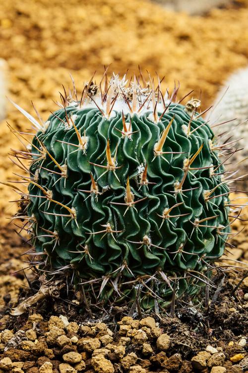 火星上有什么植物「或在火星存活的植物有哪些」 药膳养生